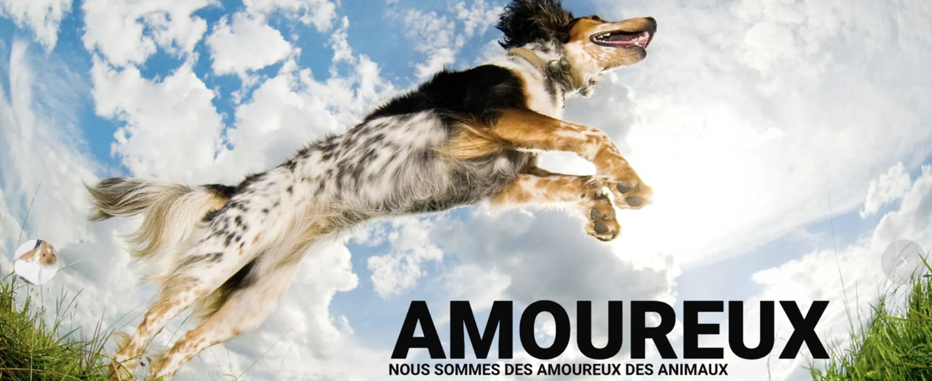 Clinique vétérinaire Anne-Le Seigneur “Amoureux” banner: dog in mid-leap